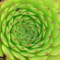 Sempervivum - Dachwurz - Hauswurz